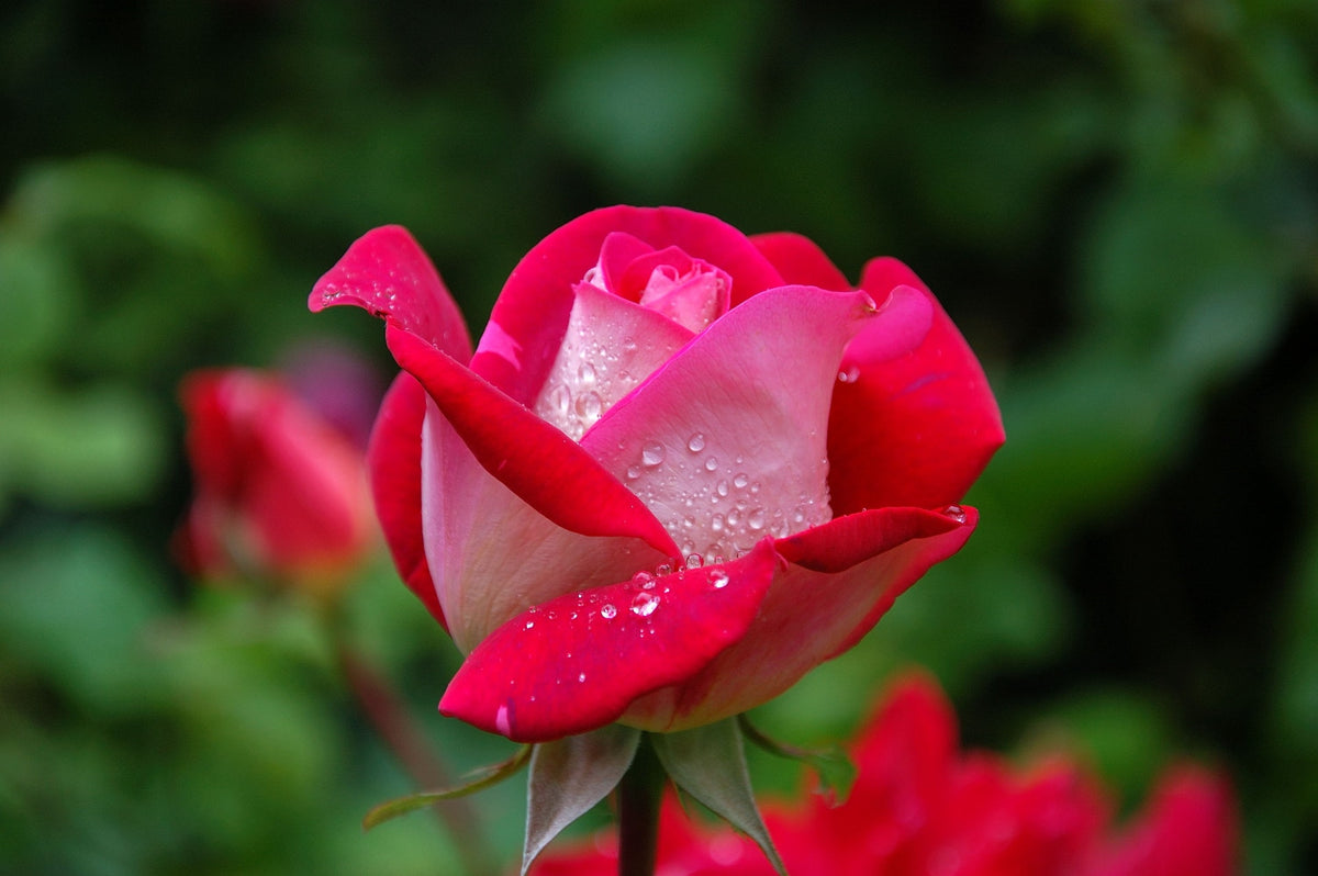 STOP and Smell The Roses!